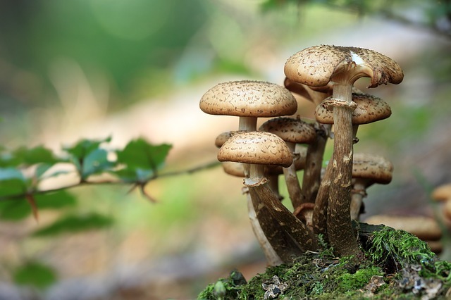 mushrooms-548360_640